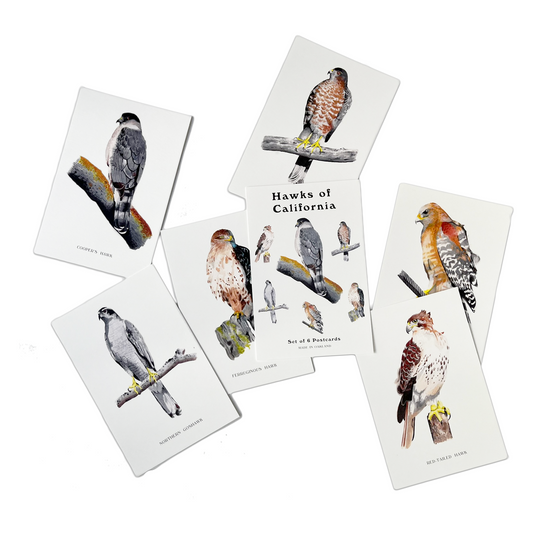 Hawks of California Postcard